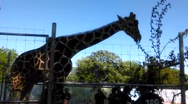 Feeding Giraffe