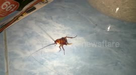 Cockroach survives decapitation and walks around