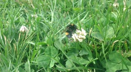 Humble Bee