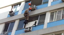 Cat survives fall from building in Rio