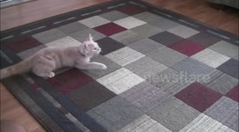 The cat that can switch on lights