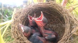 Chinese resident finds nestlings in vegetable garden