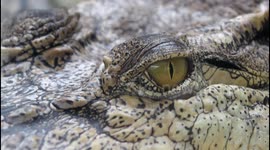 Creepy crocodile blinking with three eyelids
