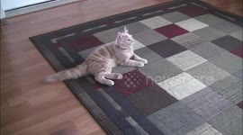 The cat that can switch on lights