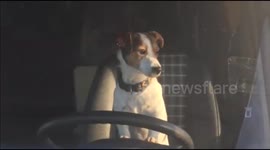 Impatient dog beeps caravan horn