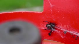 Man finds false widow next to gas bottle handle