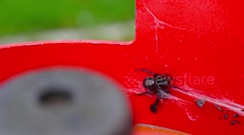 Man finds false widow on gas bottle