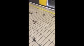 Army of crabs invade Newcastle Metro station