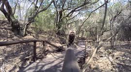 Curious Monkey not sure of Camera