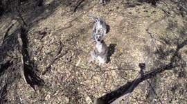 Lemur head wobble