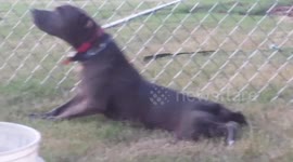 Dog hilariously scratches belly in 'sexual' manner