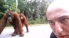 Orangutans videobomb man