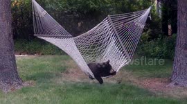 Adorable bear cub plays in hammock