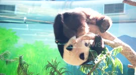 Baby panda plays at Taipei Zoo