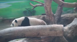 Naughty baby giant panda destroys pine after scaring her daddy