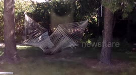 Another Day for a Cub in the Hammock