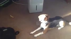 Dog plays with bone