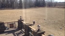 Collie walking a beagle