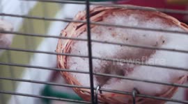 Newborn birds