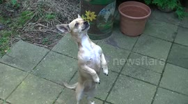 Cute dog walks on two legs when it hears the word 'cookie'