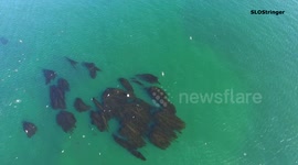 Cool drone footage of whales off California