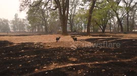 VALLEY FIRE Middletown, CA Goats Surviving Fire, Standing On Unburnt Island