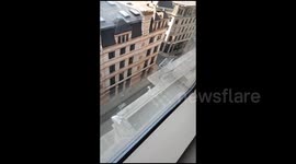 Seagull rescued after being impaled on building ledge