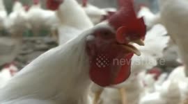 稀奇 大公鸡戴眼镜个个挺斯文