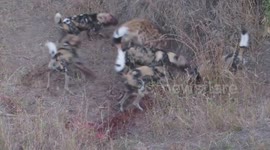 Epic battle between hyenas and pack of wild dogs