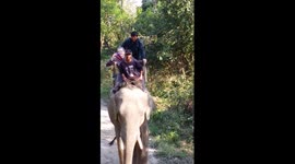 Considerate elephant helps to pick up man's hat and coat