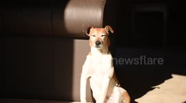 Dog falling asleep whilst sitting up