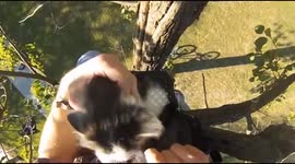 Passing cyclist with amazing climbing skills rescues kittens from tree