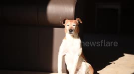 Dog falling asleep whilst sitting up