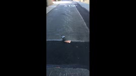New York pigeon chows down on pizza slice