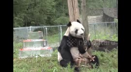 Footage of Pan Pan, world's oldest male panda, celebrating his 30th birthday