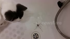 'Biggest species' of spider confuses cat in UK home