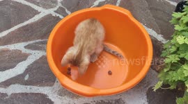 cat in a bowl