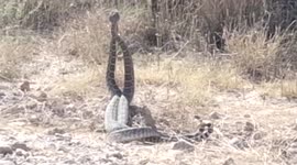 Two western diamondback rattlesnakes fight