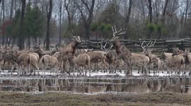 The World's Largest Wild Elk Population In Yancheng, Jiangsu, China