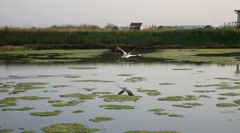 One legged Flamingo circle flight and landing in Slow motion