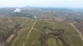 Footage Of Tea Garden In Suizhou, Hubei, China