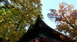 Footage Of Fragrant Hills Park In Haidian District, Beijing, China