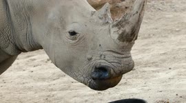 Tracking Rhino Diets Is Extremely Important to the Survival of the Species