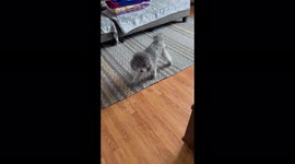 Our miniature poodle dog barks at out our self cleaning vacuum cleaner