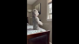 Dog sits on hind legs to get better view out the window