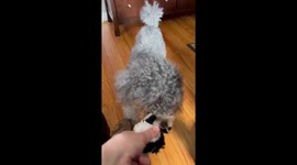 Cute miniature poodle Sammy please again with his squirmy toy skunk