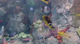 The reason why coral reef fish are so colorful