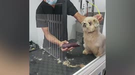 Pet dog goes from aggressive to relaxed in matter of seconds while getting to know groomer