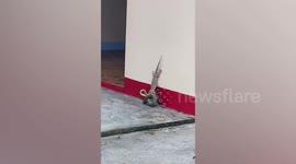 Gecko tries to save his friend from being eaten by a snake