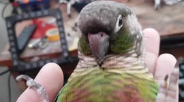 Sleepy pet bird dozes off on owner's palm
